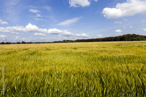 immature cereals , field