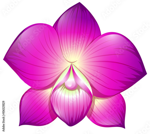 Orchid in purple color