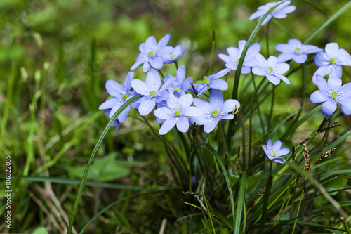 spring flowers , forest