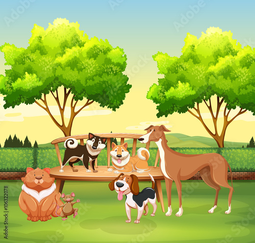 Different kind of pet in the park