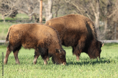  American bison 
