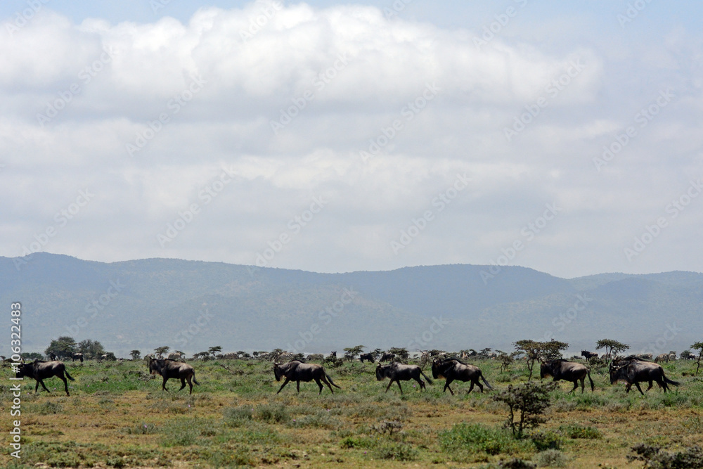 Obraz premium Blue wildebeests