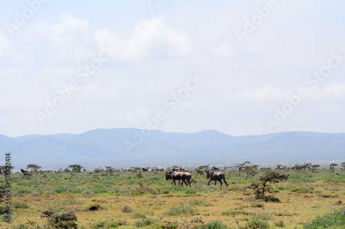 Blue wildebeests