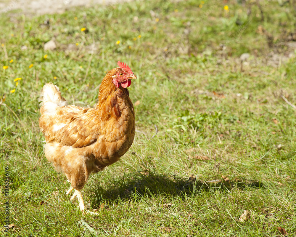 Fototapeta premium free range chicken hen