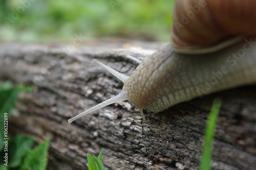 Schnecke in Makroaufnahme photo