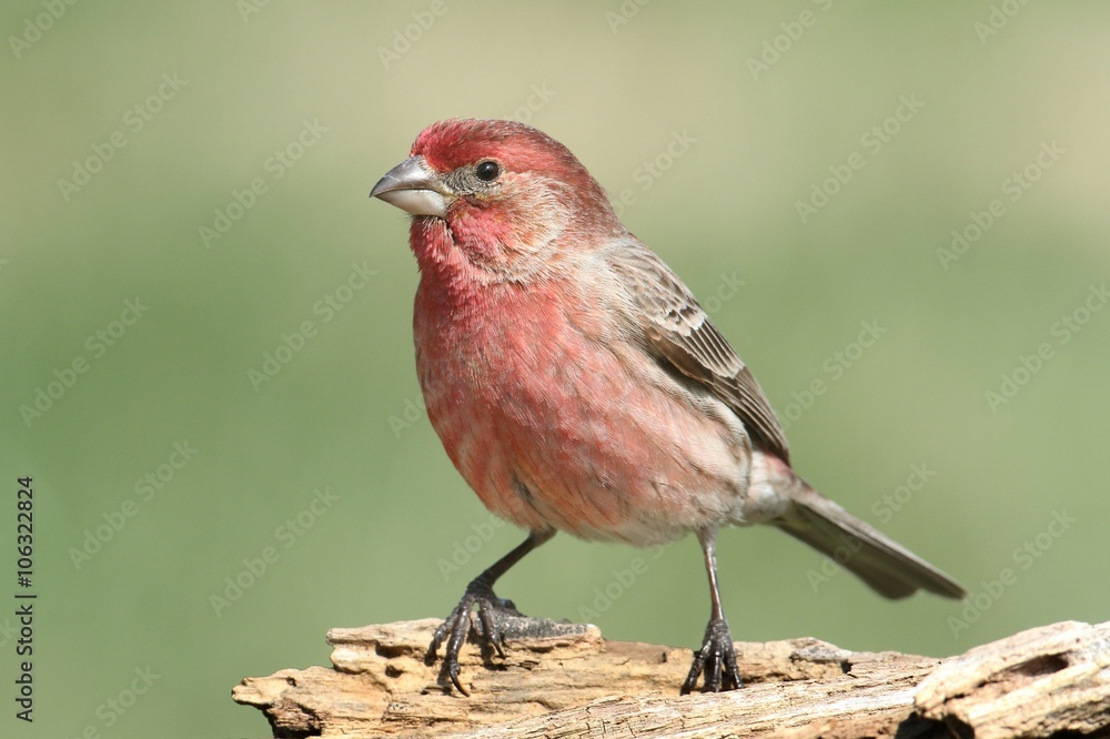 Male House Finch (Carpodacus mexicanus) Male House Finch (Carpodacus mexicanus)