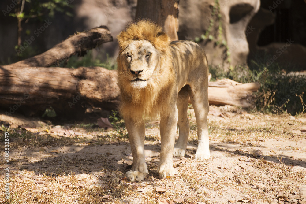 Lion closed the eyes Lion closed the eyes