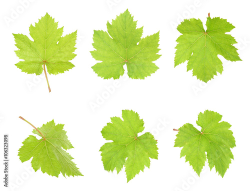 Grape leaf isolated on the white background