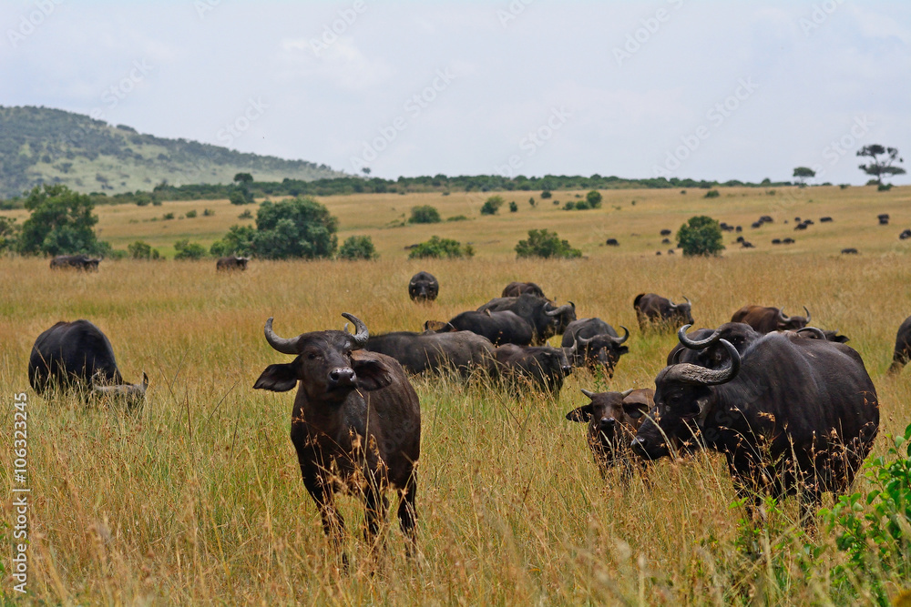African buffalos, Maasai Mara Game Reserve, Kenya African buffalos, Maasai Mara Game Reserve, Kenya