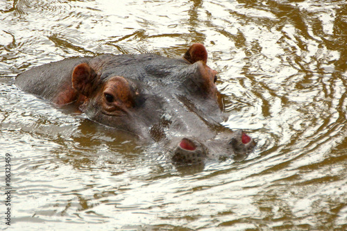 Hippo, Maasai Mara Game Reserve, Kenya