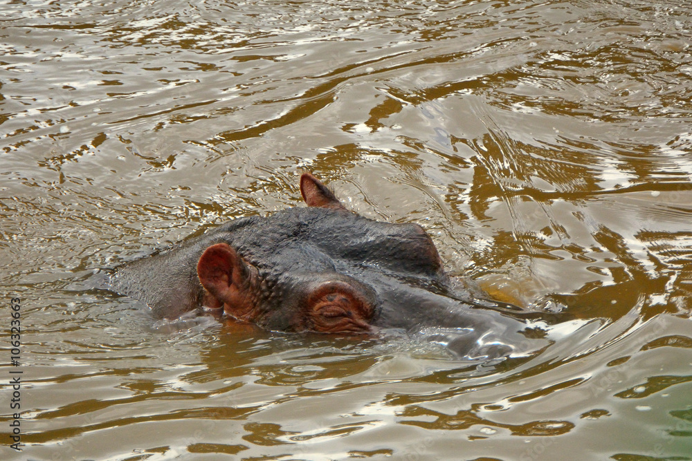 Fototapeta premium Hippo, Maasai Mara Game Reserve, Kenya