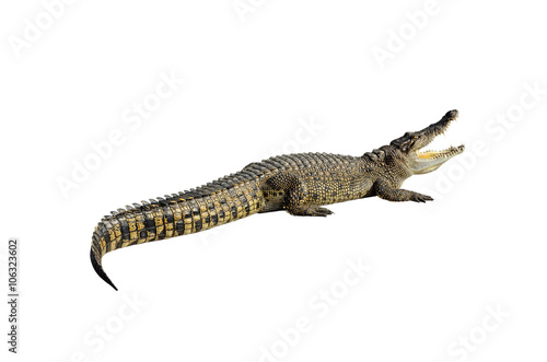 Freshwater crocodile isolated on white background with clipping