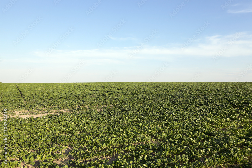 Field with sugar beet  
