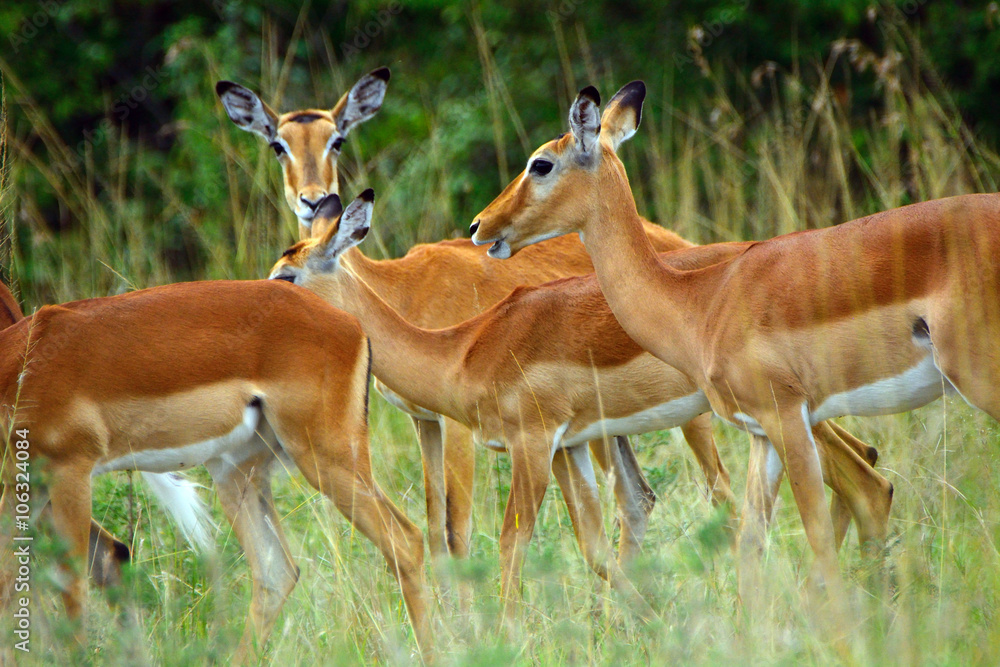 Impalas, Maasai Mara Game Reserve, Kenya Impalas, Maasai Mara Game Reserve, Kenya