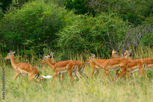 Impalas, Maasai Mara Game Reserve, Kenya © nyiragongo