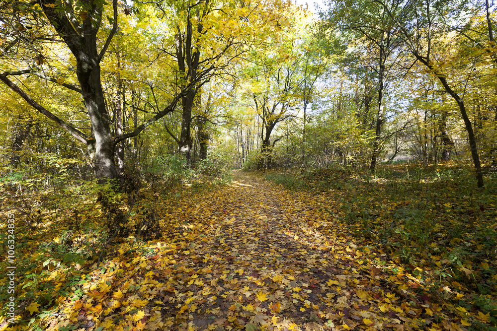 Obraz premium autumn forest , Belarus