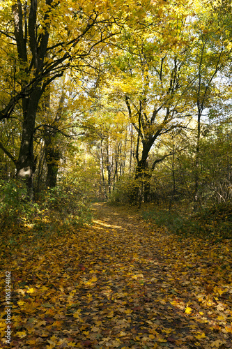 autumn forest , closeup