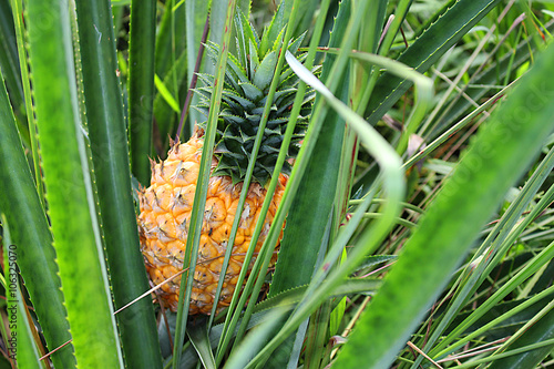 Pineapple