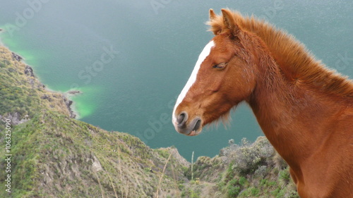 A chestnut wild horse with a white blaze stands on a grassy cliffside above the turquoise Quilotoa crater lake in the Ecuadorian Andes, turning its head toward the camera, a calm close-up.