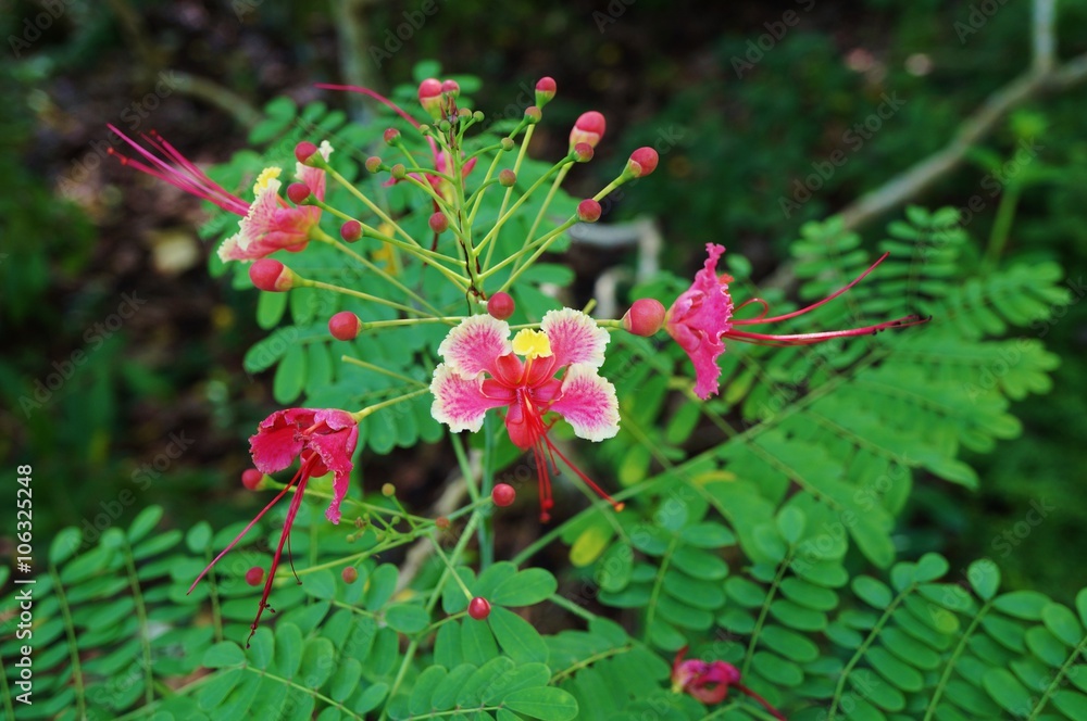 Caesalpinia Pulcherrima flowers, a tropical plant also called Poinciana Caesalpinia Pulcherrima flowers, a tropical plant also called Poinciana