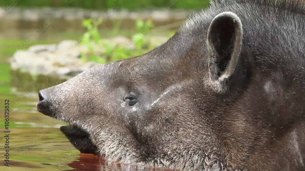 Stunning headshot of a majestic adult female tapir captured in the breathtaking Ecuadorian highlands,showcasing the beauty of wildlife in its natural habitat. Stunning headshot of a majestic adult female tapir captured in the breathtaking Ecuadorian highlands,showcasing the beauty of wildlife in its natural habitat.