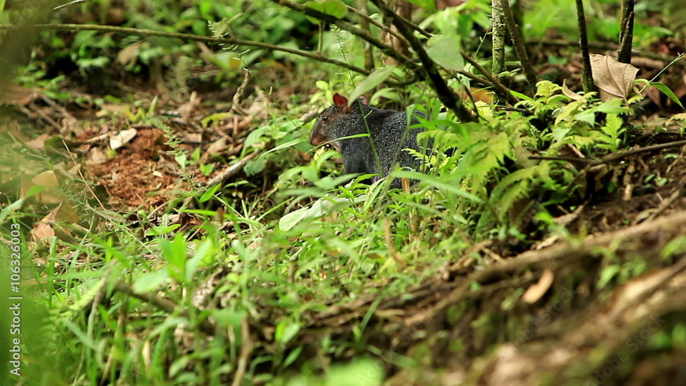 Capture stunning images of the Central American agouti or guatusa,hunted in the untamed wilderness of Ecuadorian Amazonia. Capture stunning images of the Central American agouti or guatusa,hunted in the untamed wilderness of Ecuadorian Amazonia.