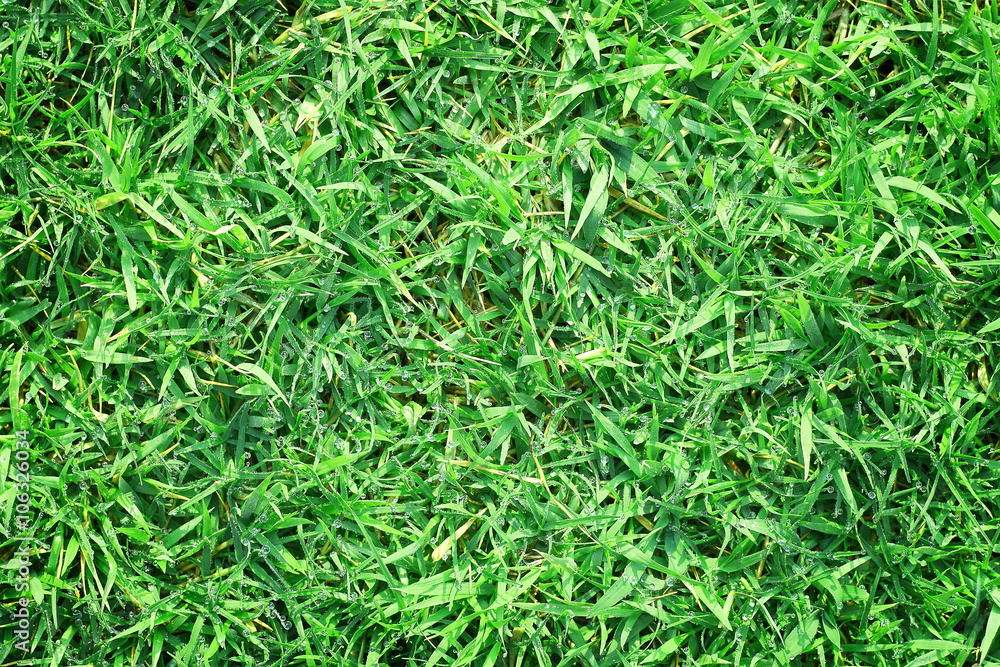 Real green grass background with dew for pattern Real green grass background with dew for pattern