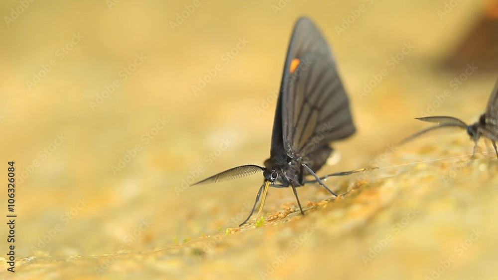 Capture stunning low angle close up video of black butterflies feeding on the ground with a locked down camera for a mesmerizing nature experience. Capture stunning low angle close up video of black butterflies feeding on the ground with a locked down camera for a mesmerizing nature experience.