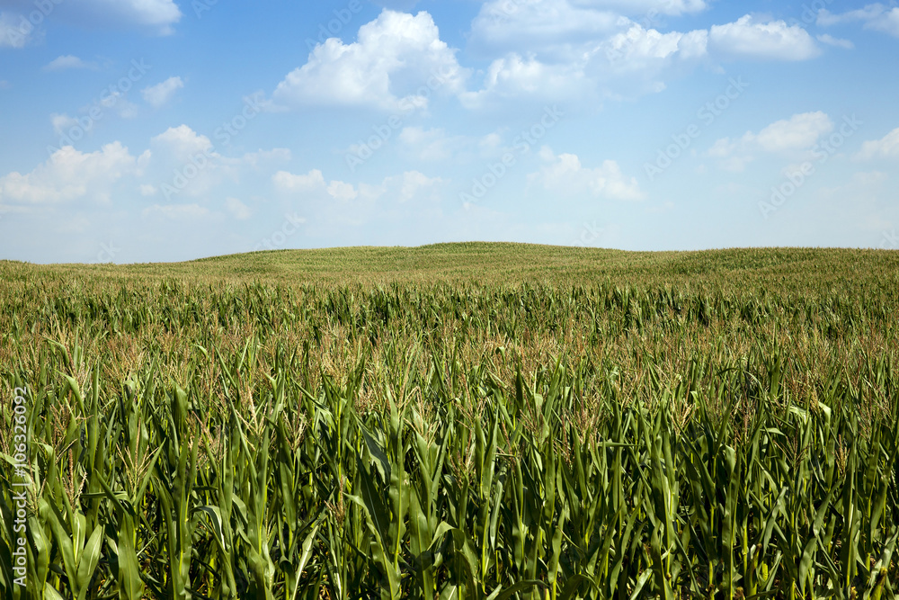 Corn field, summer Corn field, summer