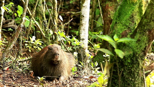 A capybara forages and rests in a dense moss-covered rainforest amid trees and vibrant green foliage, moving slowly and lifting its head toward the camera in the Ecuadorian Amazon.