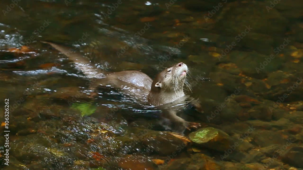 Wild river otter searching for food in the pristine waters of the Ecuadorian Amazon Basin,capturing the essence of its natural habitat. Wild river otter searching for food in the pristine waters of the Ecuadorian Amazon Basin,capturing the essence of its natural habitat.