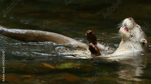 Slow-motion close-up of a river otter swimming in a shallow clear stream, catching and eating a fish before submerging and resurfacing, in the Ecuadorian Amazon.