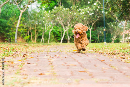 Active and happy poodle purebred dog running and exercising at park