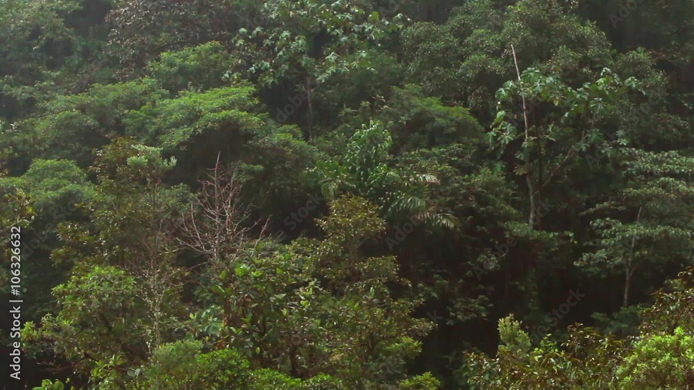 Experience the thrill of heavy rain in the lush Ecuadorian rainforest during the afternoon wet season. Experience the thrill of heavy rain in the lush Ecuadorian rainforest during the afternoon wet season.