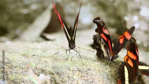 A group of vibrant red, black and yellow butterflies rest on a moss-covered rock in lush rainforest, one lifting its wings, in a close-up in the Ecuadorian Amazon.