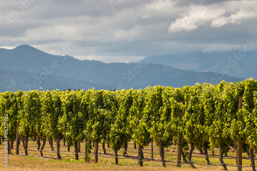 sunlit grapevine rows in vineyard