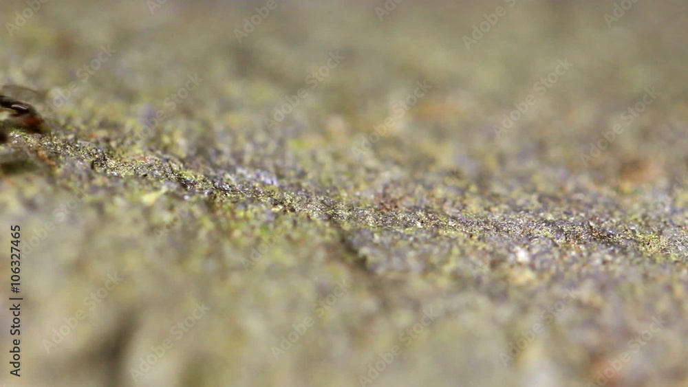 Stunning macro shot capturing a mesmerizing scene of ants marching diligently with their food,showcasing the wonders of nature. Stunning macro shot capturing a mesmerizing scene of ants marching diligently with their food,showcasing the wonders of nature.
