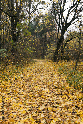 autumn season forest 