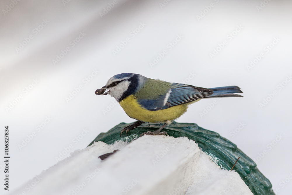 Obraz premium bluetit with seed