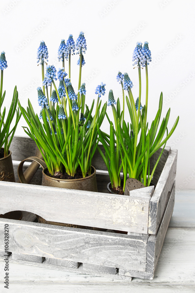 Fototapeta premium Blue muscari flowers (Grape hyacinth) in wooden box