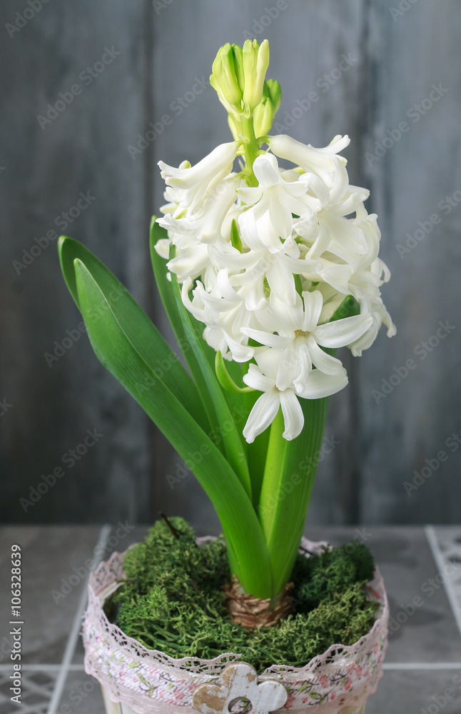 Decoration with white hyacinths