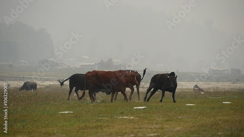 The fight involving four bulls photo
