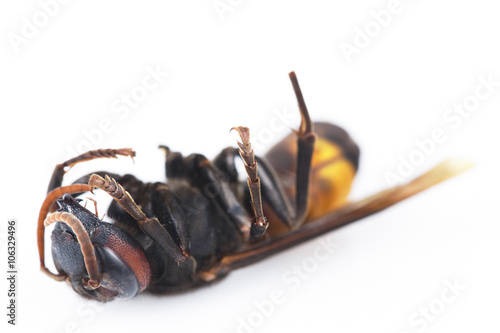 Dead wasp isolated on a white