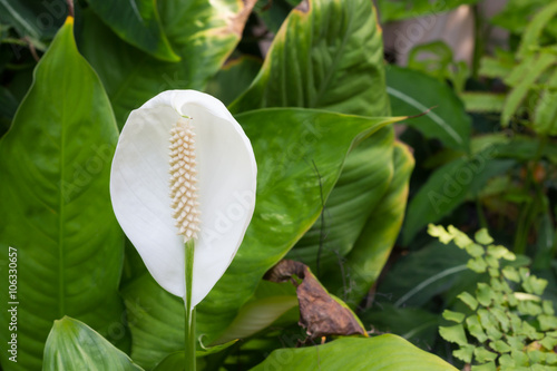 white beautiful spadix flower photo