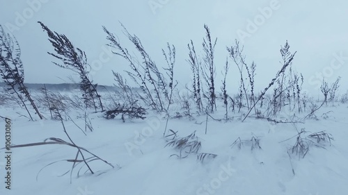 Wallpaper Mural Dry grass sagebrush under wind and drifting snow in winter time in Siberia Torontodigital.ca
