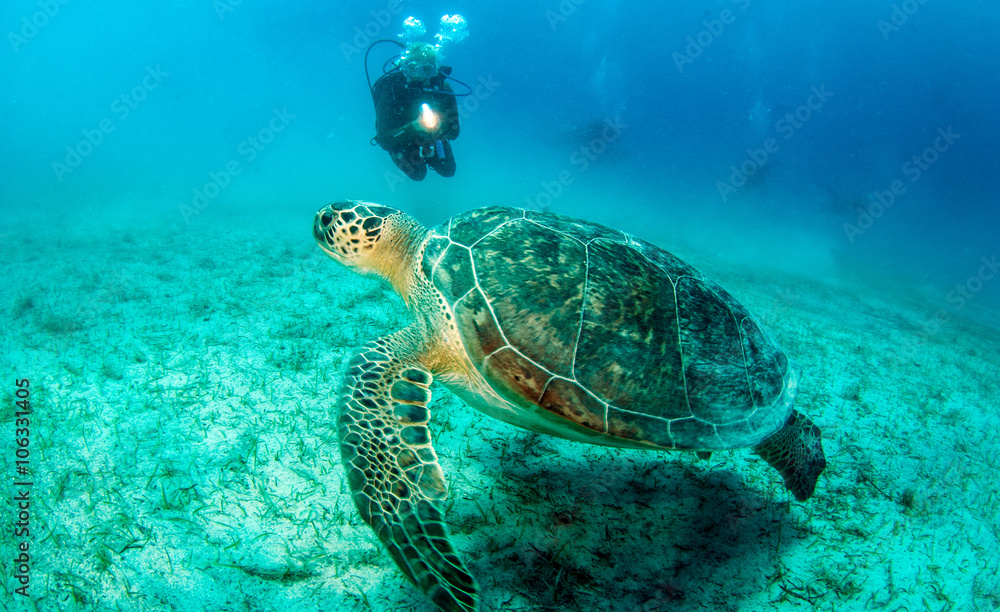 Obraz premium Sea Turtle