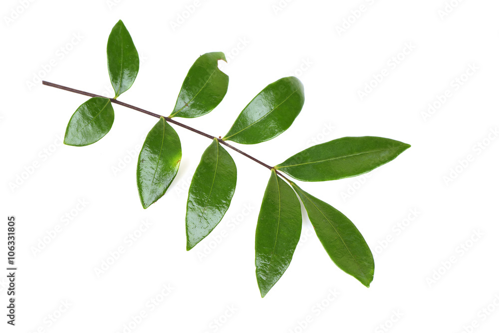 Fototapeta premium Tongkat Ali (Eurycoma longifolia jack) Leaves, Medicinal herbs Thailand.