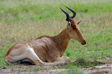 Kongoni, Maasai Mara Game Reserve, Kenya