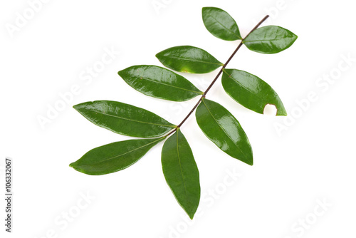 Tongkat Ali (Eurycoma longifolia jack) Leaves, Medicinal herbs Thailand.