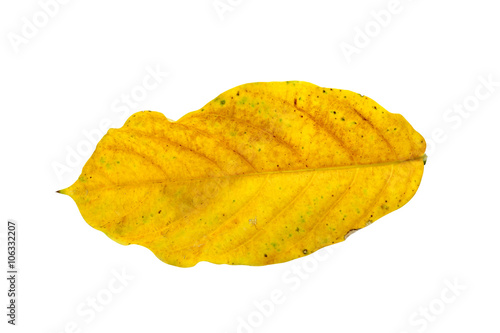 Yellow leaves on white background.